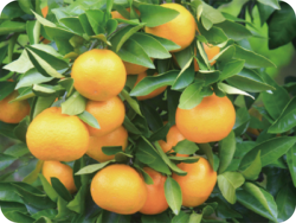 �I�v�݂���