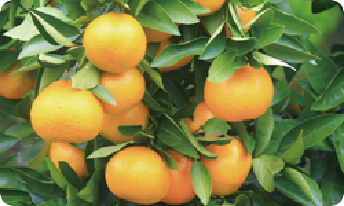 �I�v�݂���